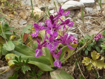 Orchis anatolica 7