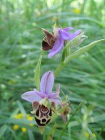 Ophrys holoserica sub specie maxima