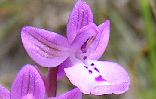 Orchis anatolica