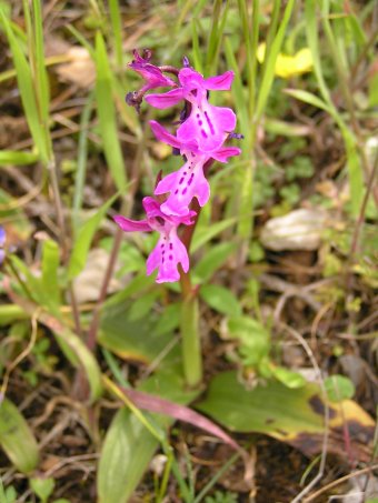 Orchis anatolica 2