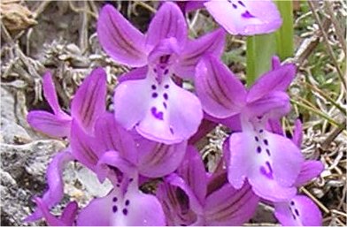 Orchis anatolica 3