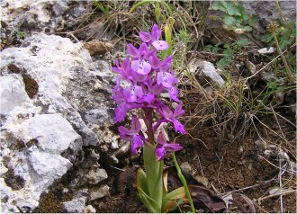 Orchis anatolica close up 3