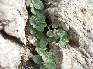 Scutellaria hirta