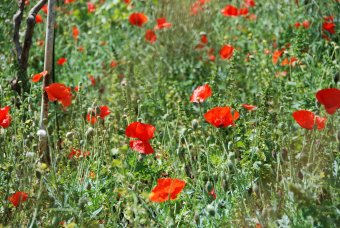 Papaver rhouas