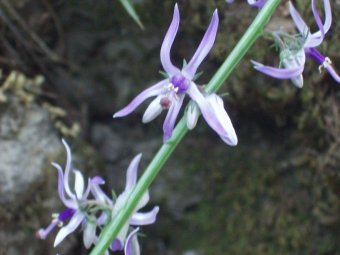 Petromarula pinnata close up