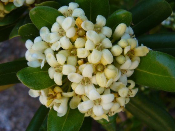 Pittosporum close up