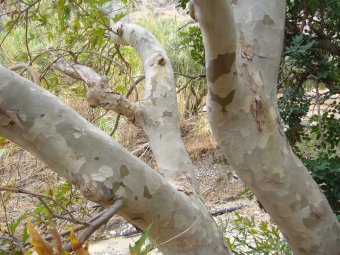 Platanus schors