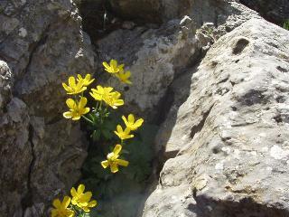 Ranunculus species