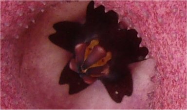 Caralluma europea