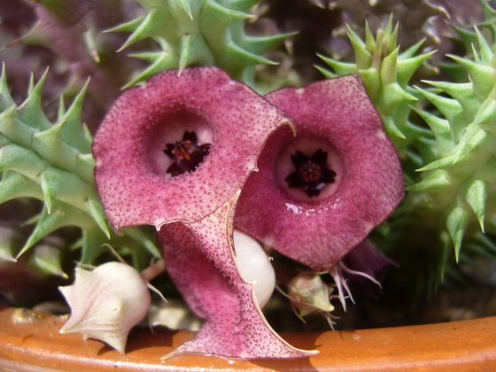 Caralluma europea 2560