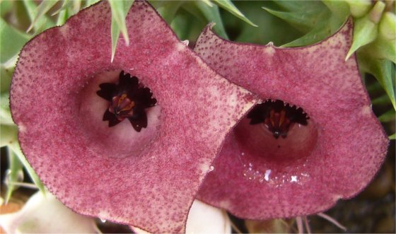 Caralluma europea close up