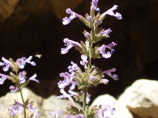 Salvia fruticosa