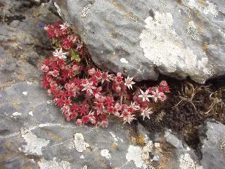 Sedum hispanicum