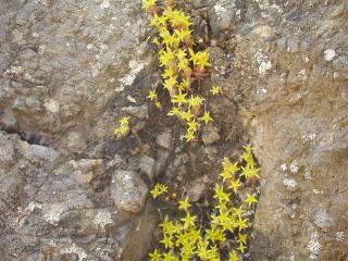 Sedum praesidis