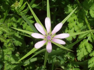 Tragopogon hybridus