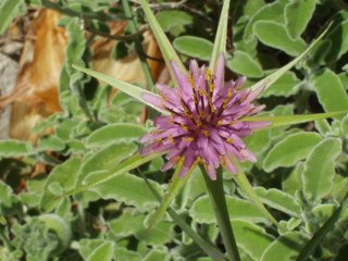 Tragopogon sinuatas