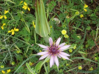 Tragopogon sinuatas