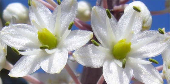 Urginea maritime close up