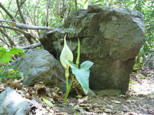 Arum idaeum