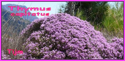 Thymus