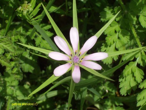 Tragopogon hybridus