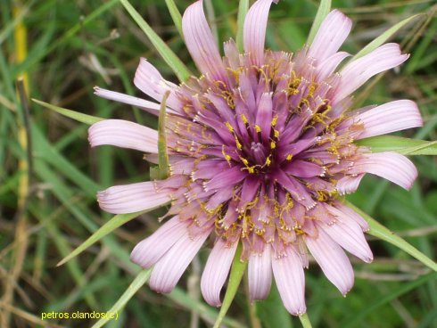 Tragopogon porrifolius