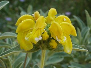 Phlomis lantana