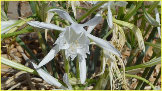 Pancratium maritimum close up