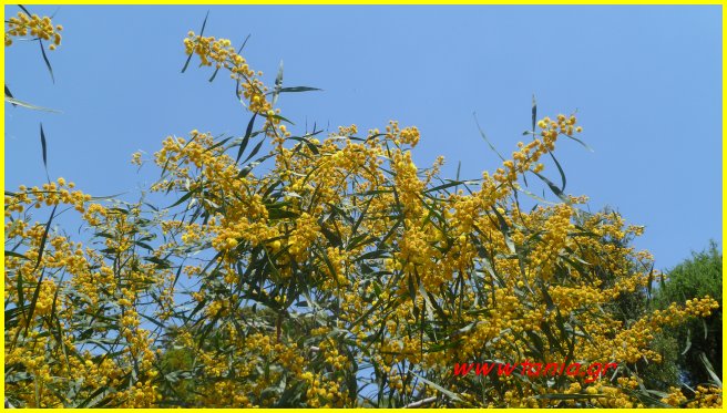 Acacia rethinoides