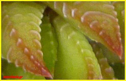Aloë species close up