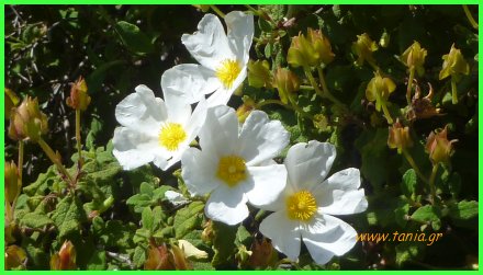 Cistus creticum