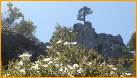 Cistus creticum en Pinus brutus