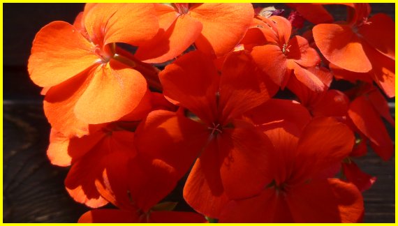 Pelargonium Geranium