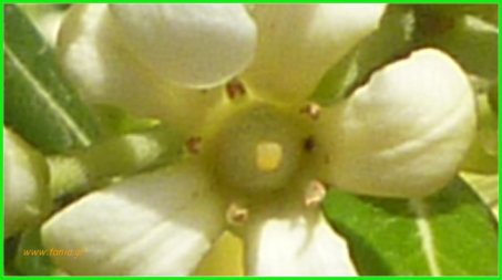Pittosporum