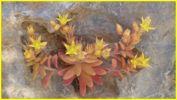 Sedum family