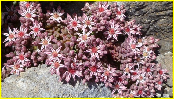 Sedum family