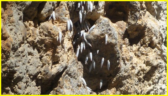 Slakjes aan een rotswand