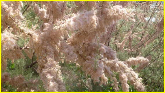 Tamarisk met bloesem